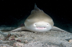 Maldives 2021 - Requin leopard - Leopard shark - Stegostoma fasciatum - DSC00777_rc